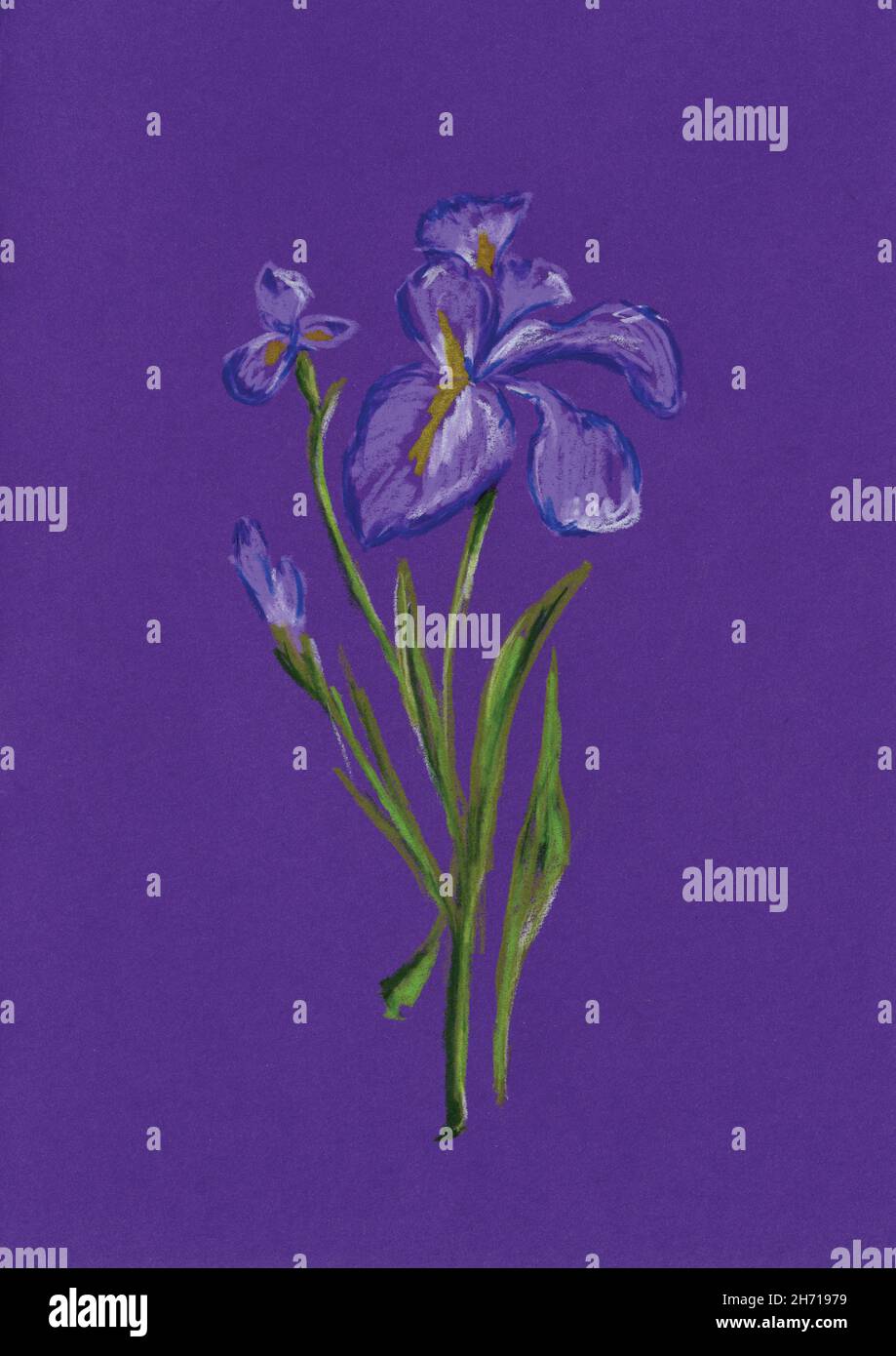 Dessin au crayon de l'iris comme fleur de naissance de février sur fond  bleu Photo Stock - Alamy