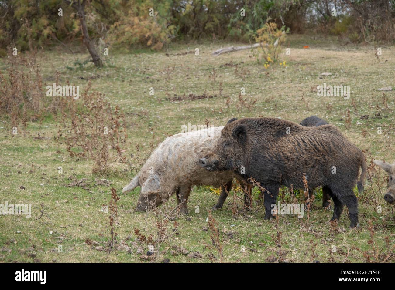 Le sanglier (sus scrofa) dirige le troupeau de porcs sauvages (hybrides de sangliers-cochons) dans un pré d'automne Banque D'Images
