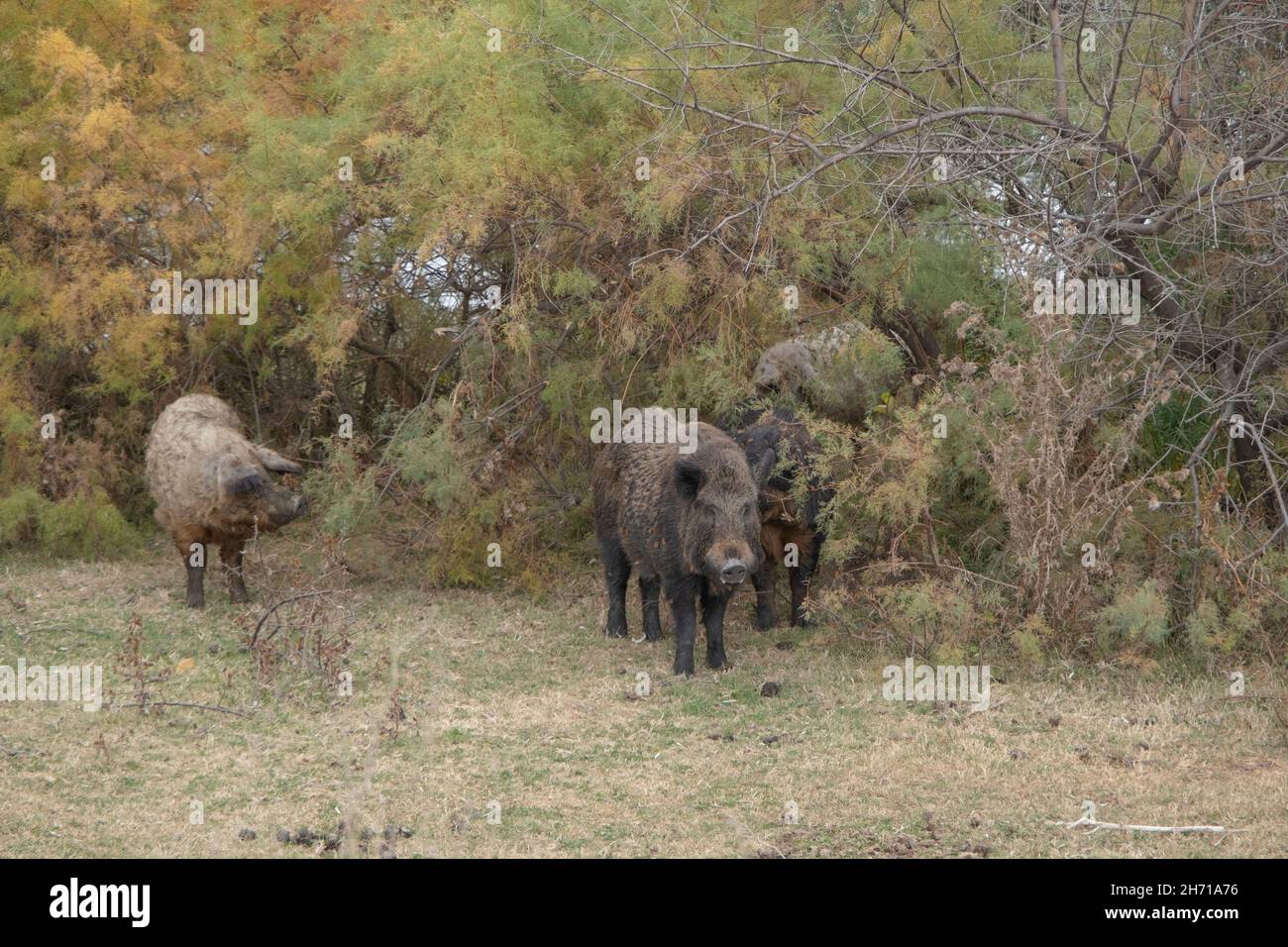 Le sanglier (sus scrofa) dirige le troupeau de porcs sauvages (hybrides de sangliers-cochons) dans un pré d'automne Banque D'Images