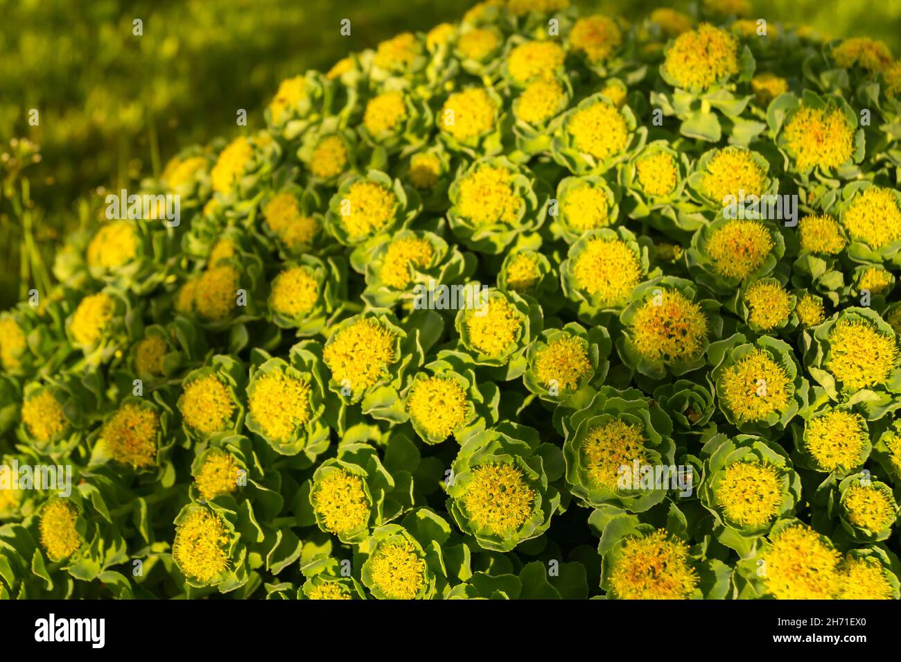 Tiges vertes de Rhodiola rosea au printemps.le beau fond gros plan. L'usine est utilisée pour la médecine de fabrication Banque D'Images