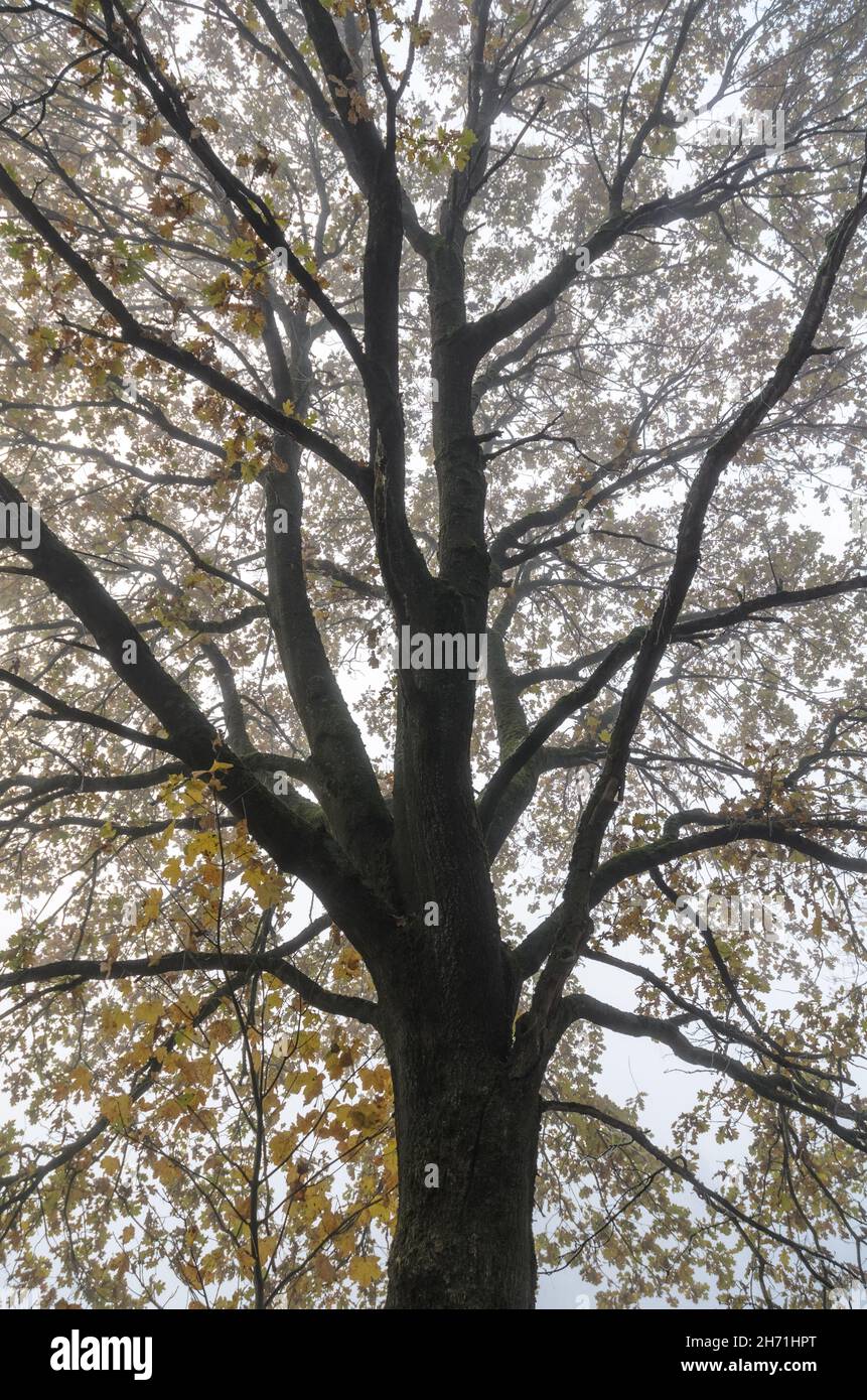 En regardant les feuilles sèches et flétries, le feuillage et les branches d'un chêne (Quercus) pendant l'automne Banque D'Images