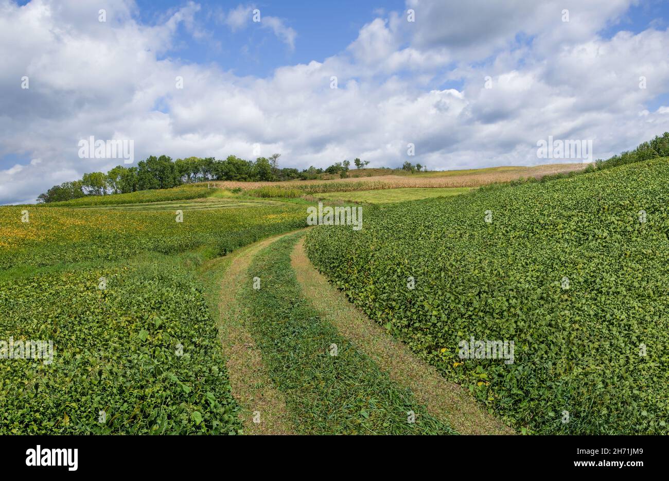 Ferme de soja : un sentier herbacé mène à des champs de soja mûrissant dans une ferme du sud du Wisconsin. Banque D'Images
