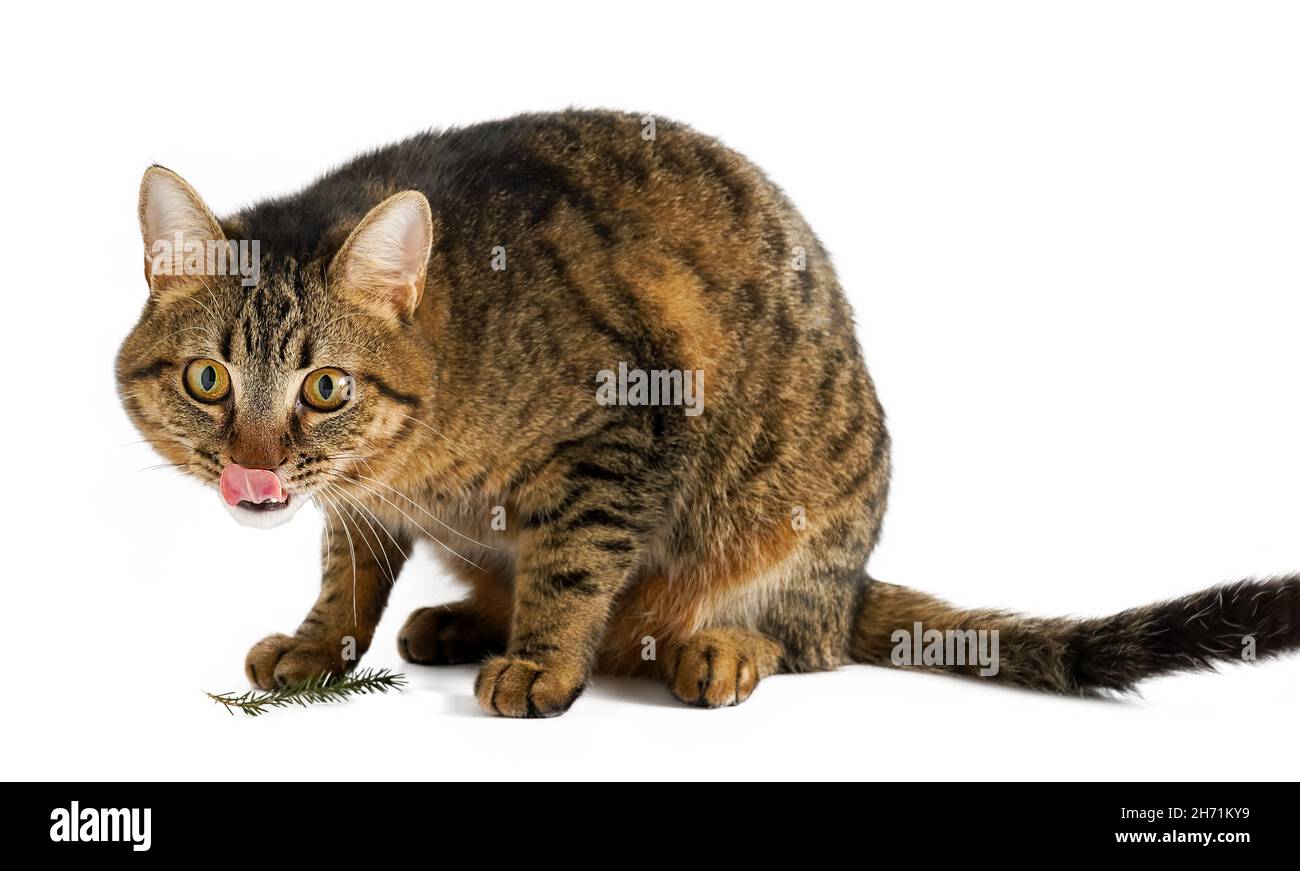 Le Chat Est Isole Sur Un Fond Blanc Affiche La Langue Un Jeune Chat Tortoiseshell Est Assis Animal De Compagnie Raye Au Gingembre Chat A Poil Court De La Race Europeenne La Simple Habituelle Photo Stock Le Chat Est Isole Sur Un Fond Blanc Affiche La Langue Un Jeune Chat Tortoiseshell Est Assis Animal De Compagnie Raye Au Gingembre Chat A Poil Court De La Race Europeenne La Simple Habituelle Photo Stock