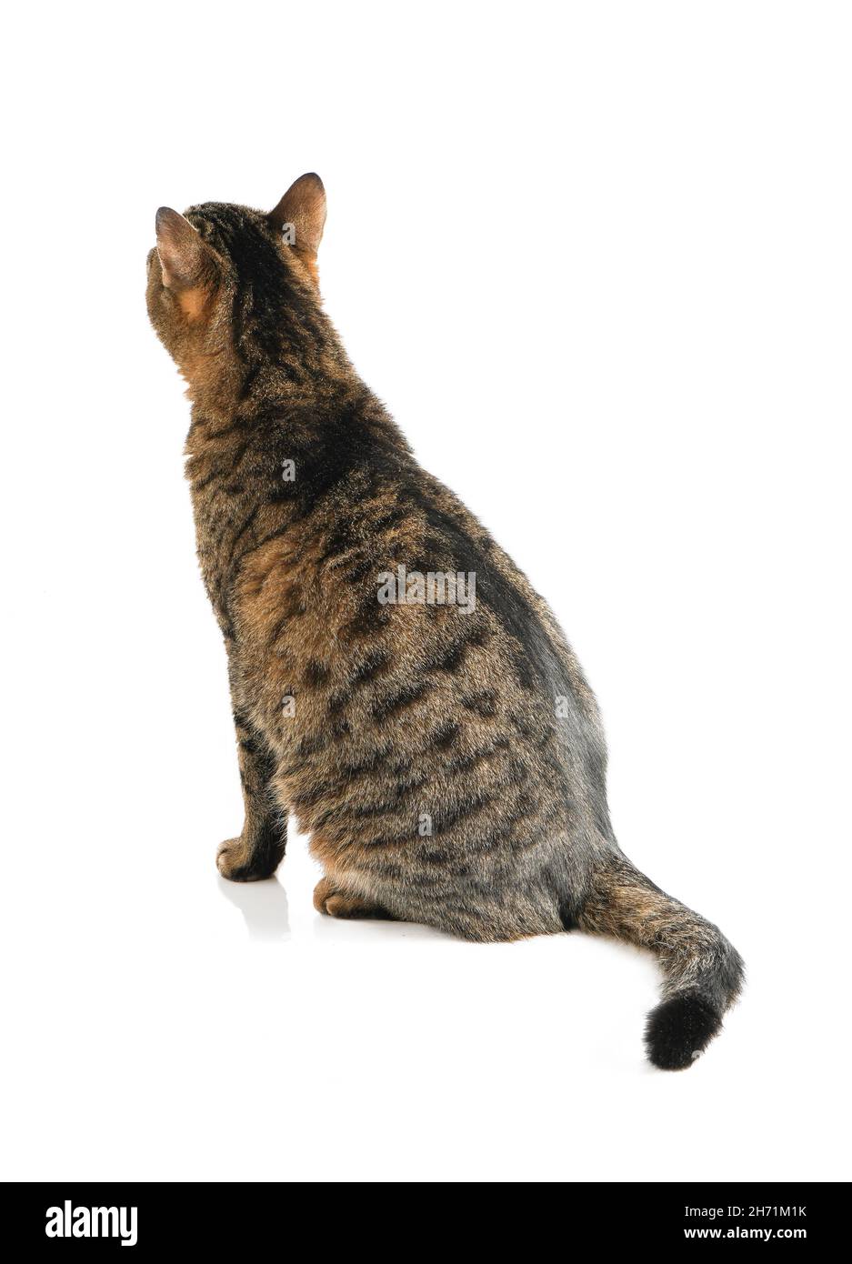 Le chat est isolé sur un fond blanc.Tourné à l'écart de la caméra, vue arrière.Regarde la bannière murale.Un jeune chat tortoiseshell est assis.Animal de compagnie rayé au gingembre.Vue arrière Cat Banque D'Images