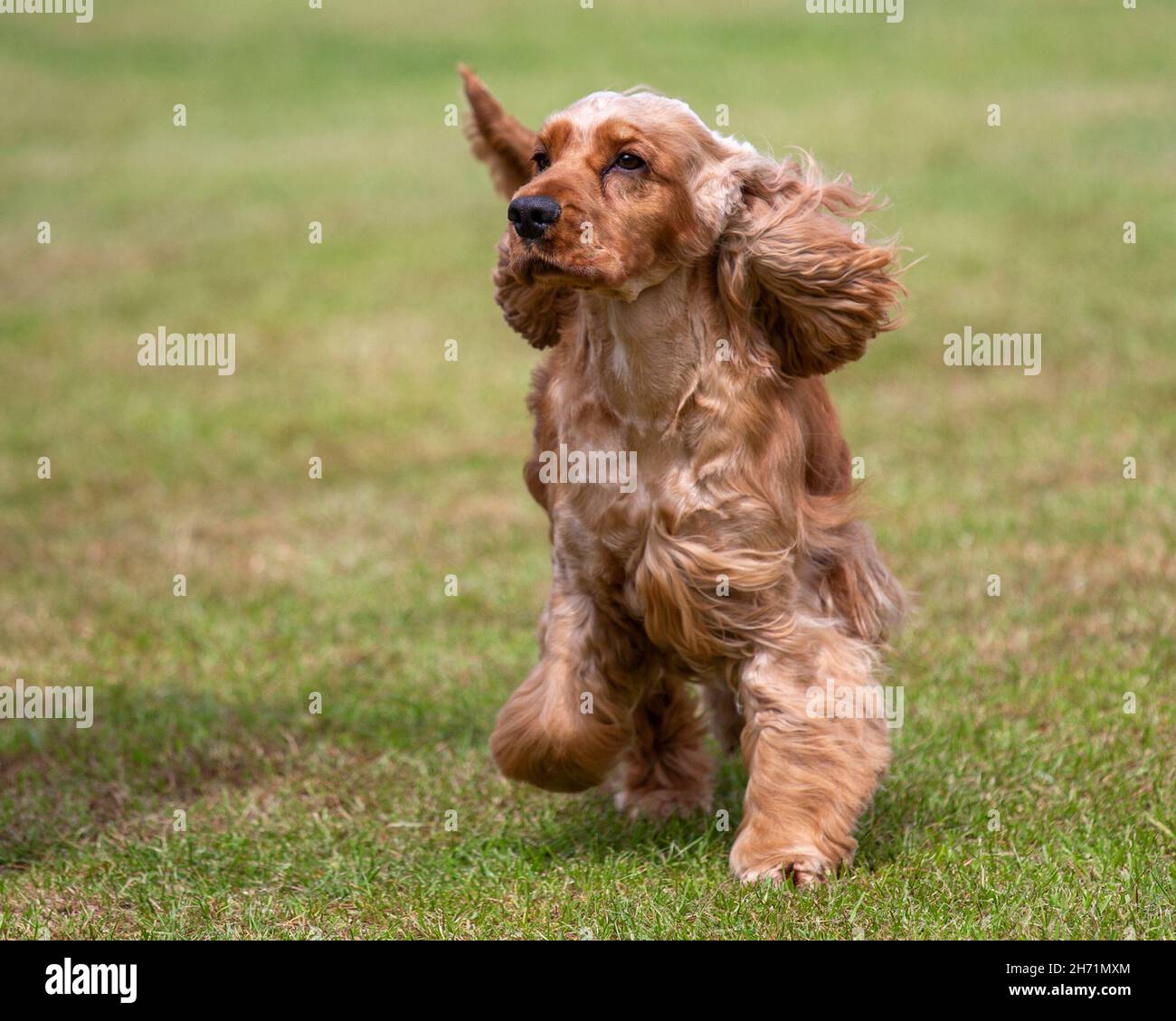 Cocker Spaniel Banque D'Images