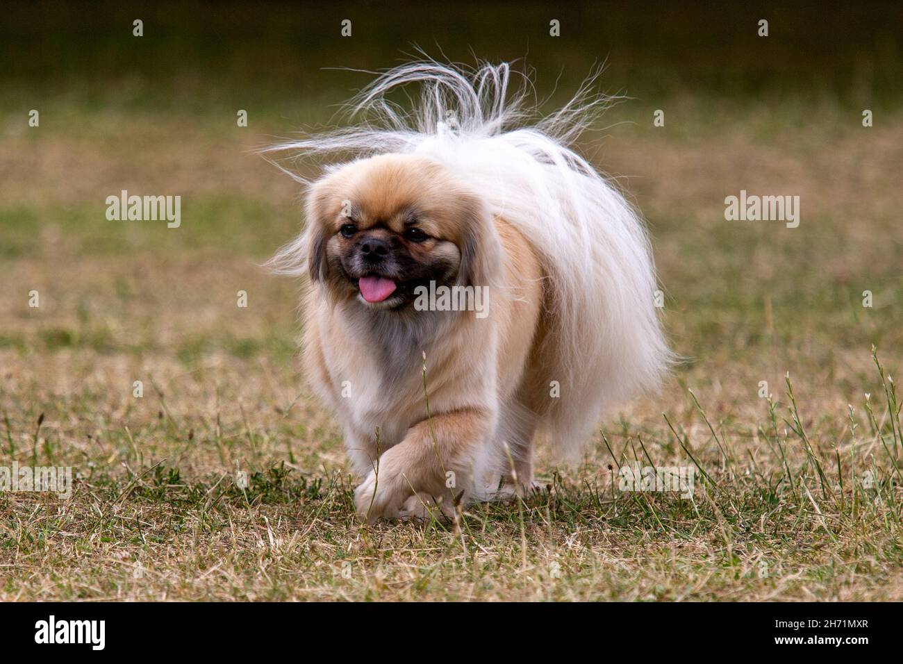 Épagneul tibétain Banque D'Images