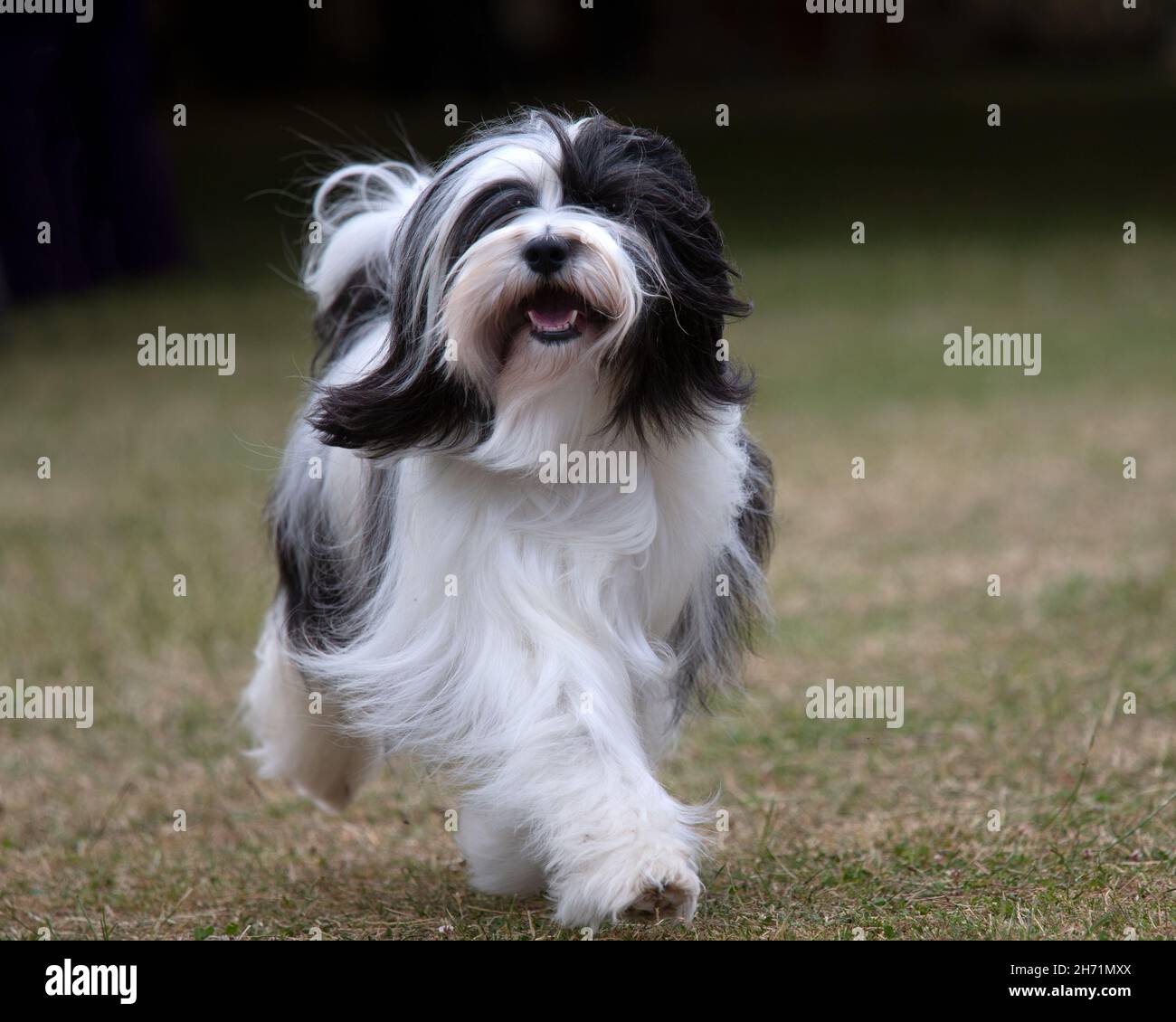 Terrier tibétain Banque D'Images