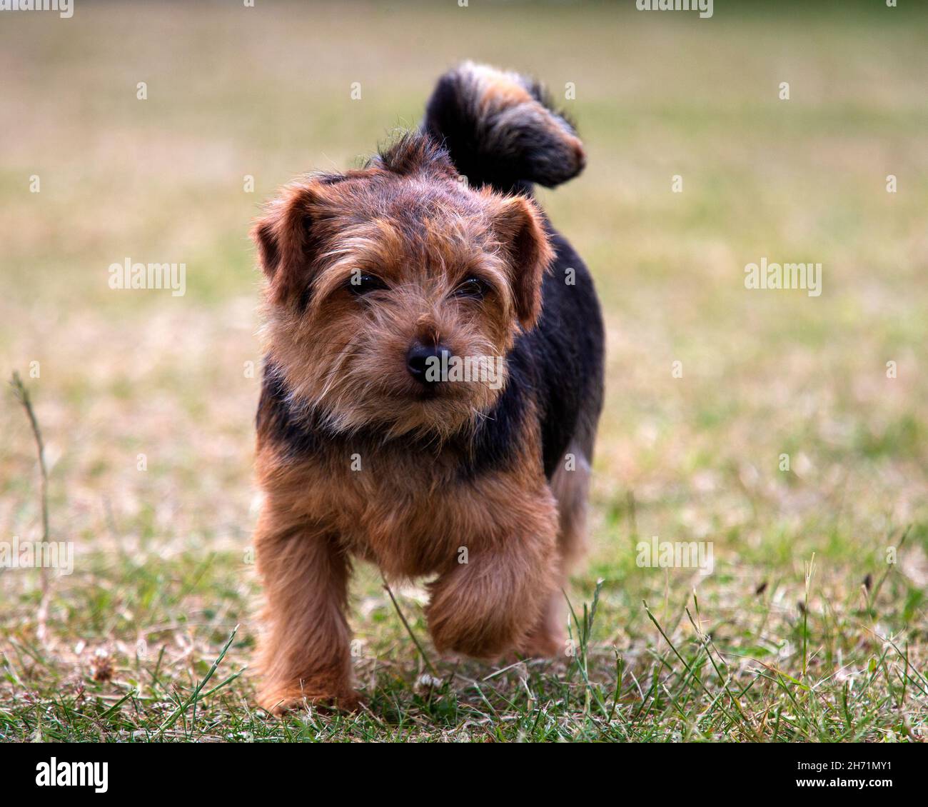 Norfolk Terrier Banque D'Images