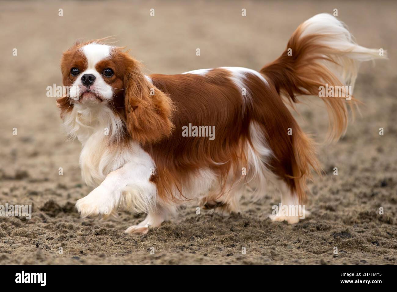 Cavalier King Charles Spaniel à un spectacle canin Banque D'Images