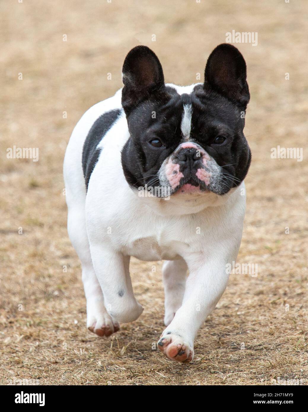 Bulldog français lors d'un spectacle canin Banque D'Images