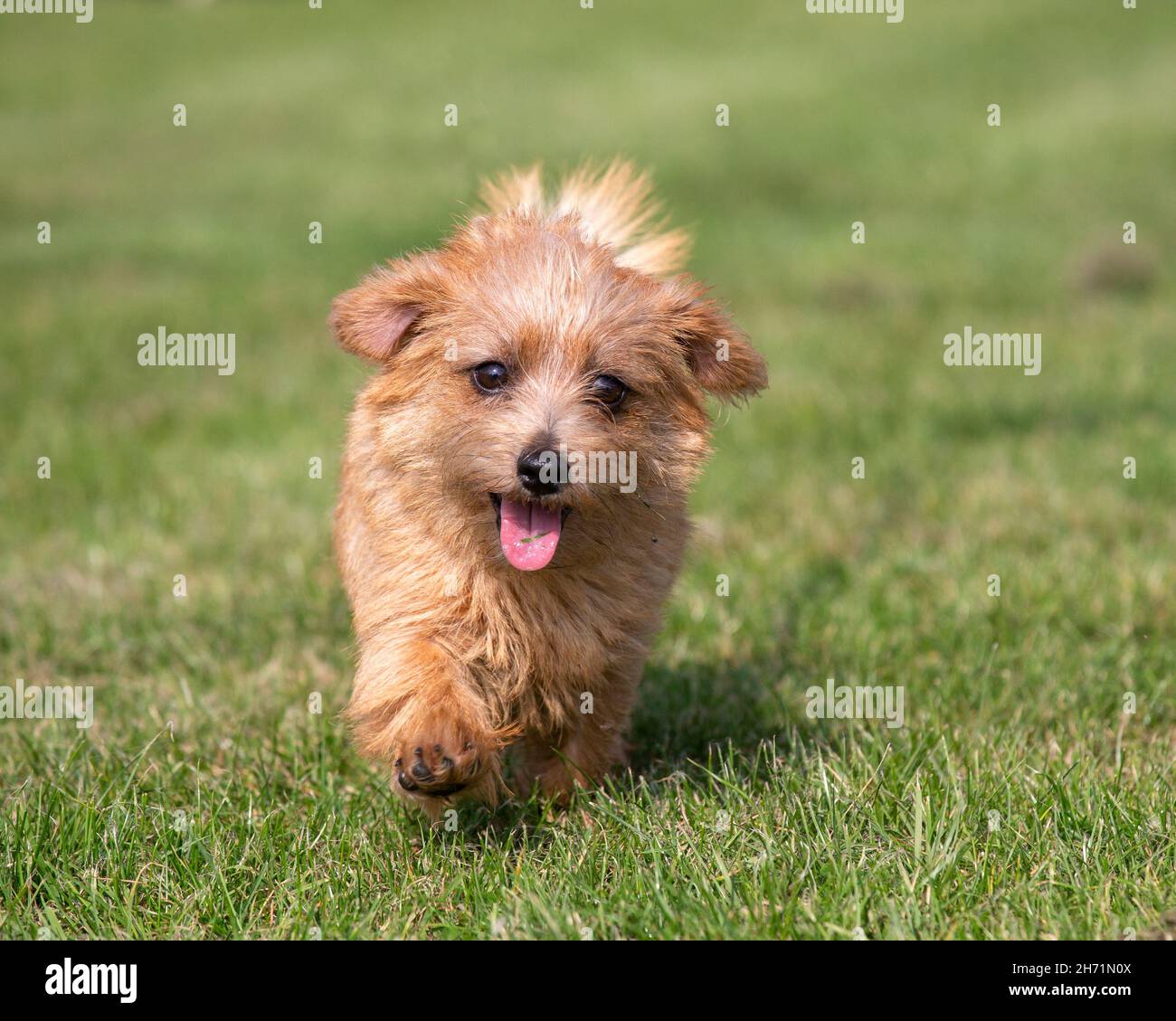 Norfolk Terrier chiot Banque D'Images