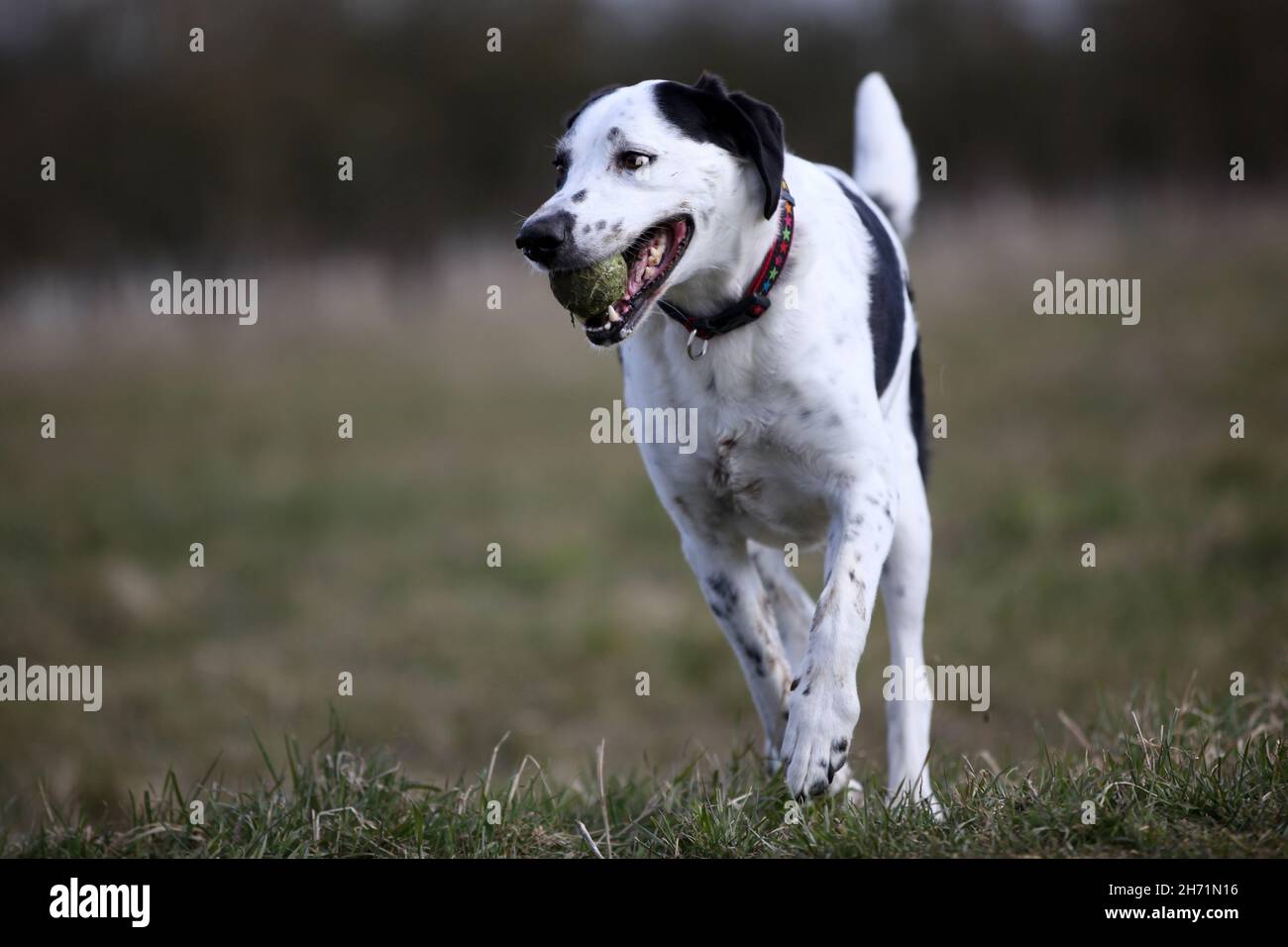 Chien crossbreed noir et blanc jouant à fetch avec son ballon Banque D'Images