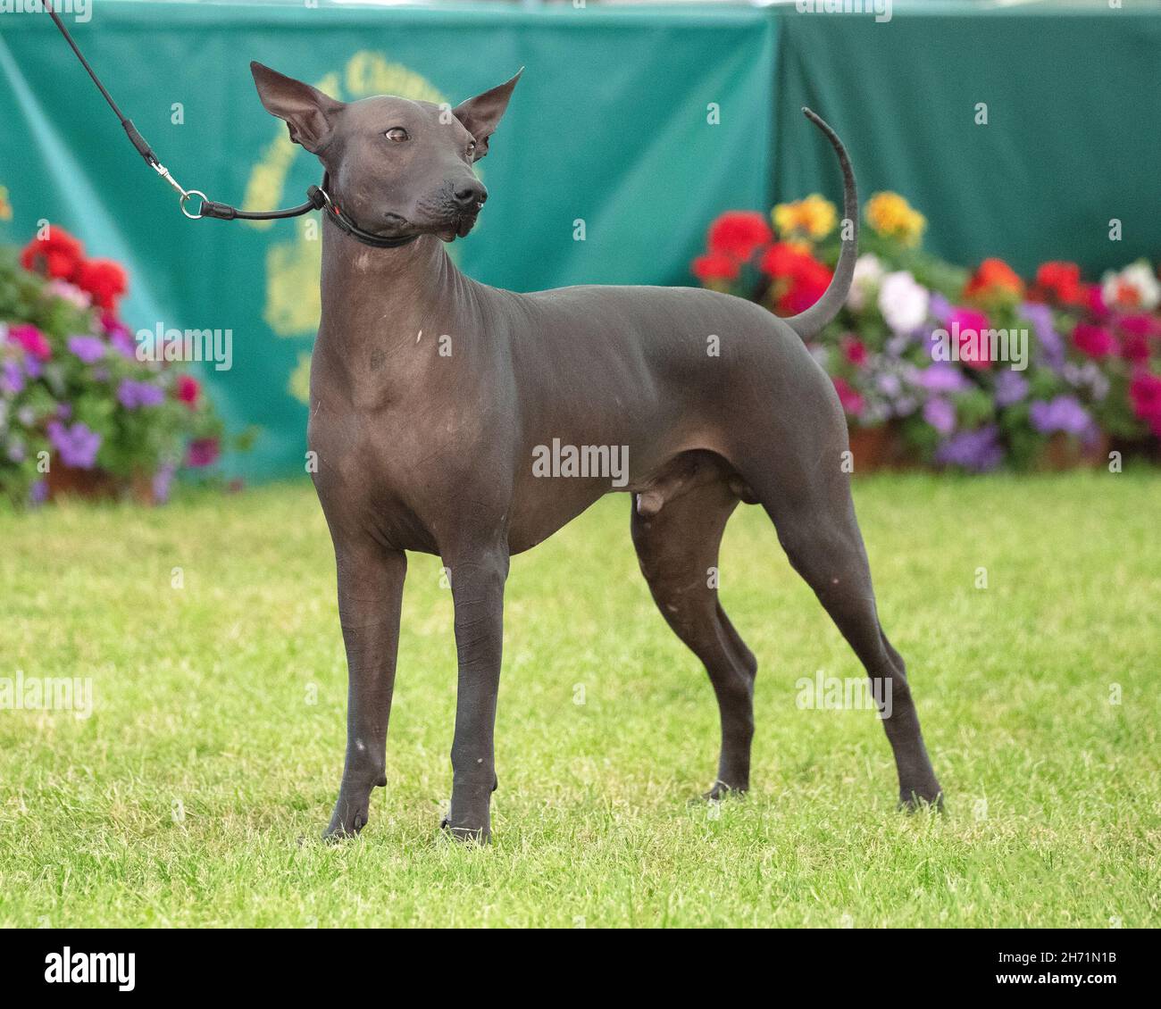 Xoloitzcuintle le chien mexicain sans poils Banque D'Images