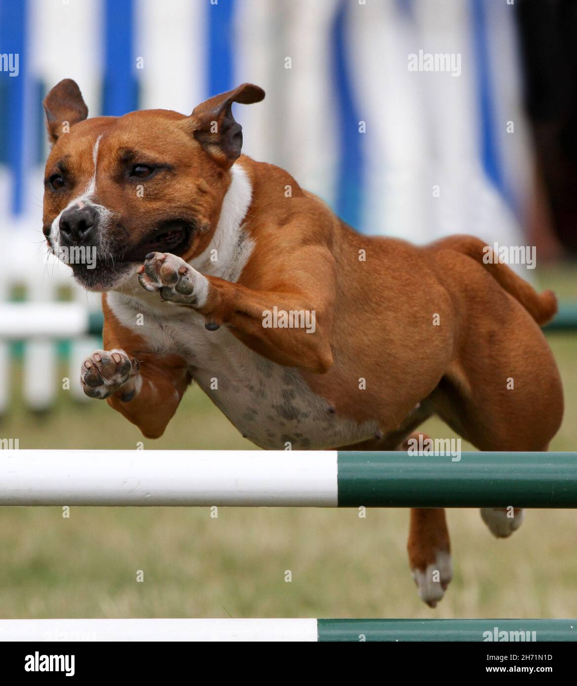 Staffordshire Bull Terrier en concurrence dans l'agilité Banque D'Images