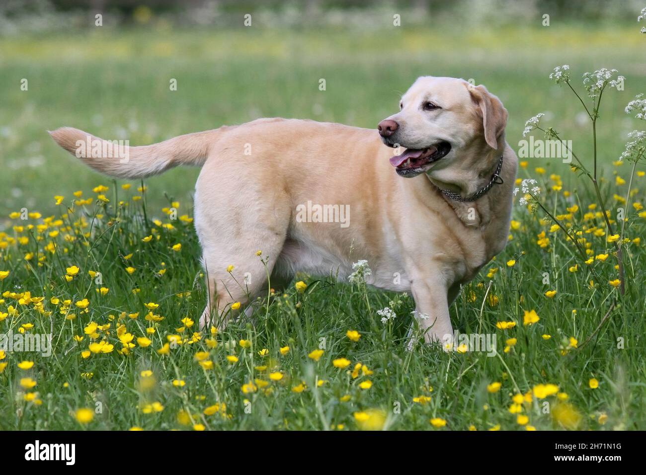 Labrador doré (jaune) Banque D'Images