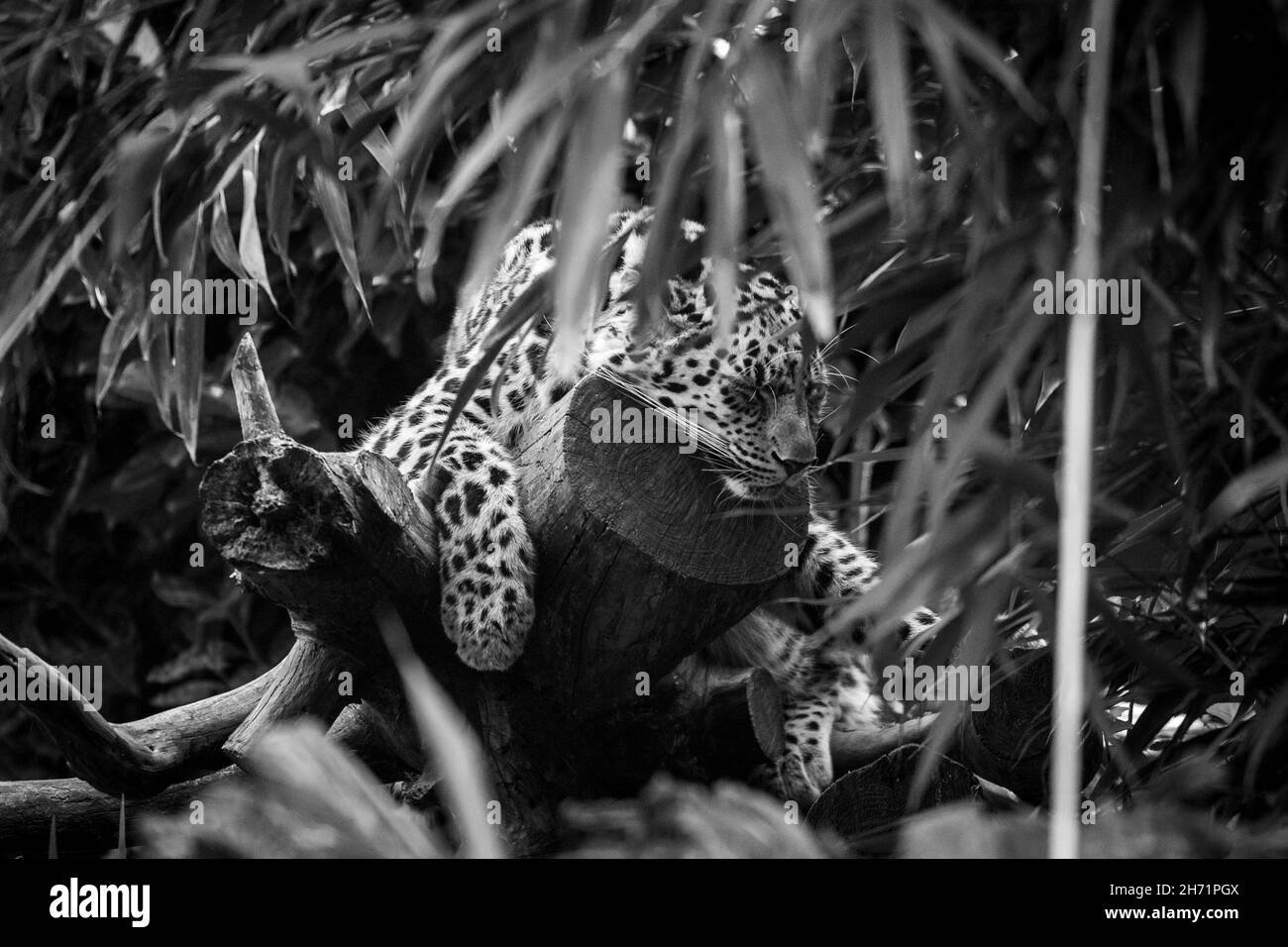 Prise de vue en niveaux de gris d'un léopard Banque D'Images