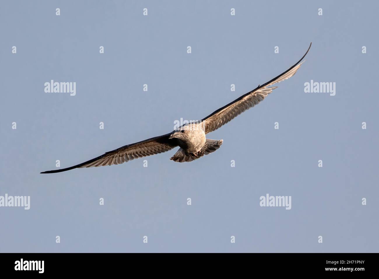 Goéland argenté (Larus argentatus) 1er hiver immature en vol isolé contre le ciel bleu Banque D'Images
