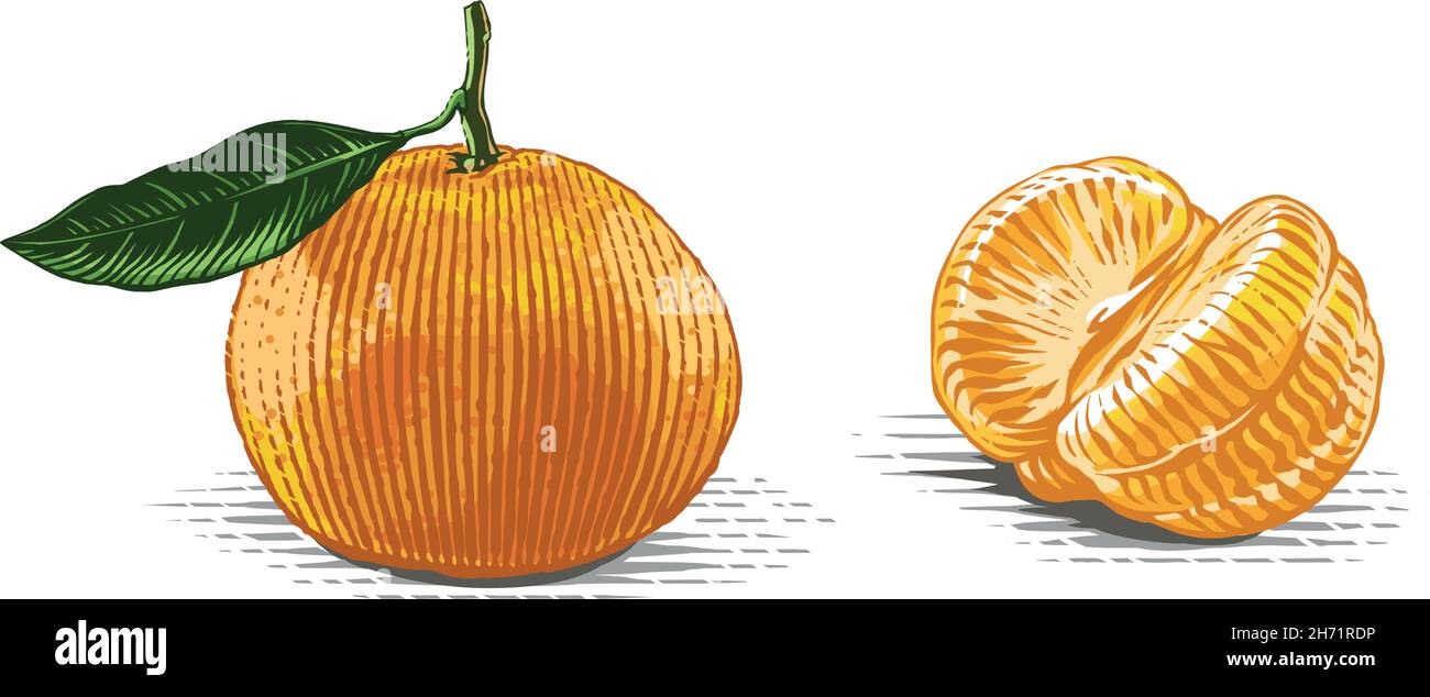 Tangerine sur une main en branche dessin esquisse gravure aquarelle style d'illustration Illustration de Vecteur