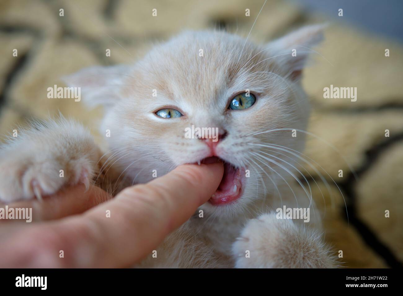 gros plan d'un adorable chaton regardant l'appareil photo et jouant avec un doigt d'une main Banque D'Images