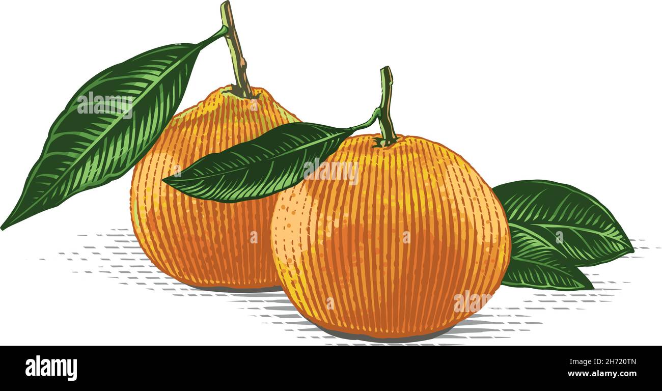 Tangerine sur une main en branche dessin esquisse gravure aquarelle style d'illustration Illustration de Vecteur