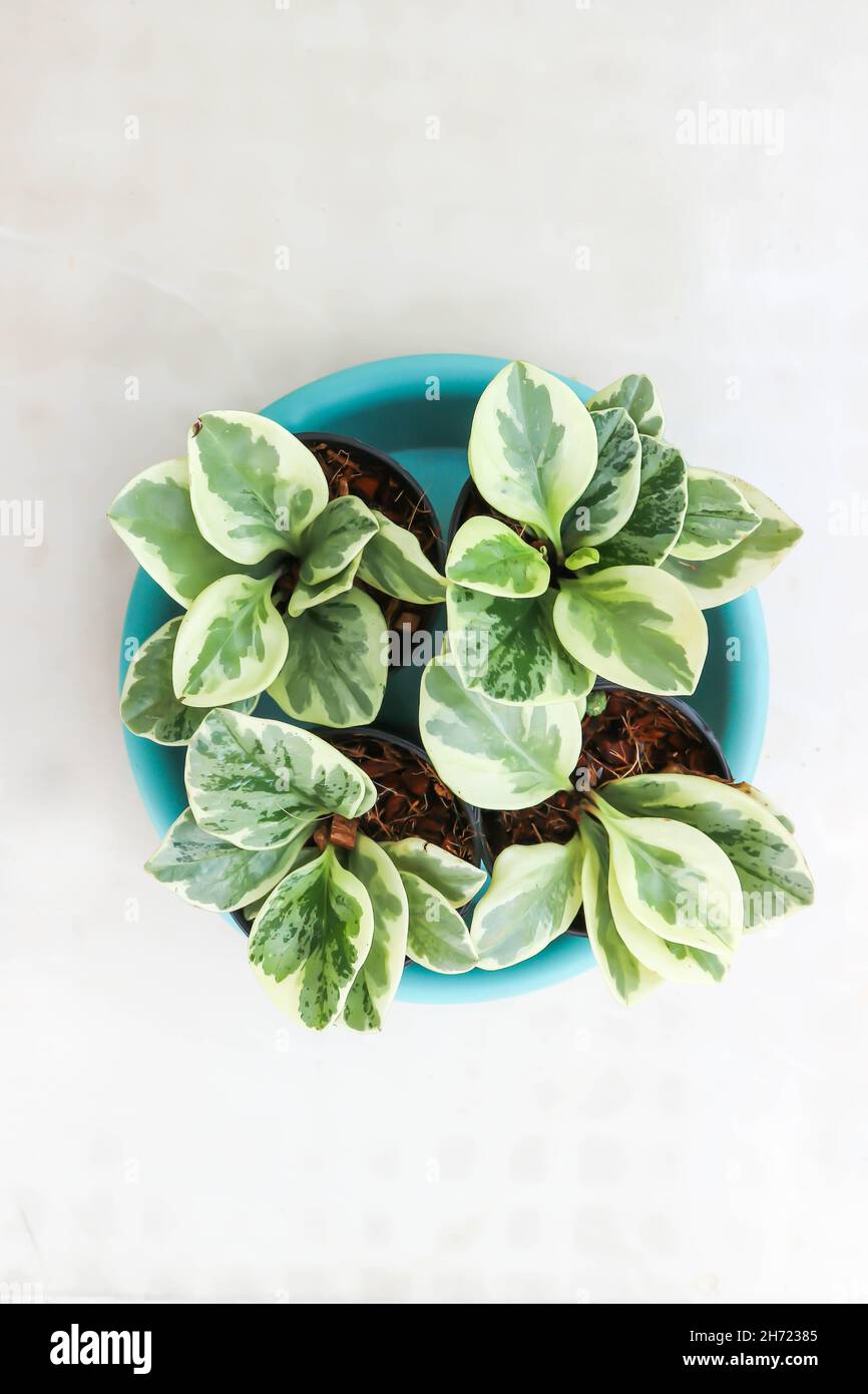 Peperomia obtusifolia , plante de caoutchouc pour bébé ou Pepper face ou PIPERACEAE Banque D'Images