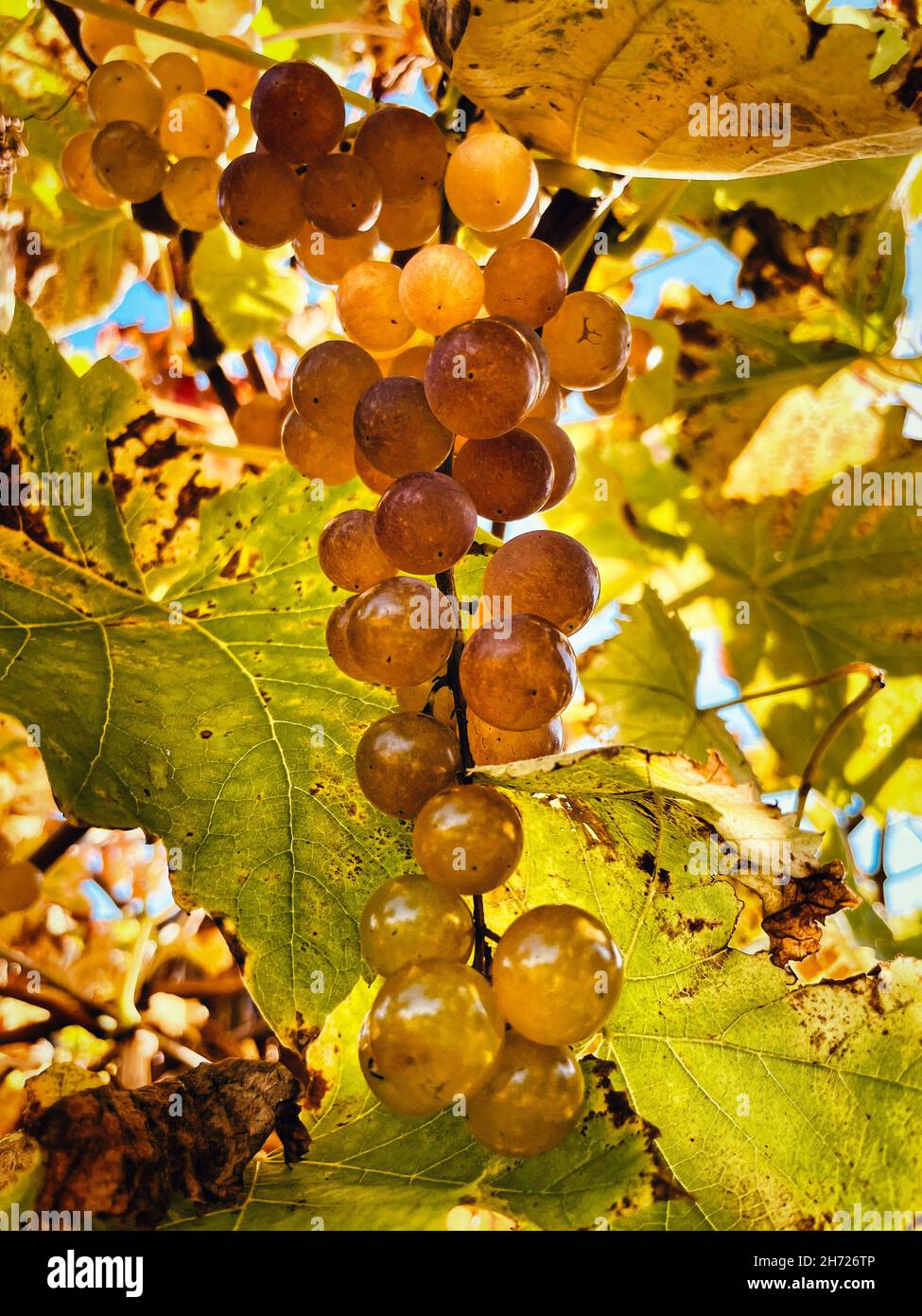 Gros plan vertical des raisins dorés sur la vigne. Banque D'Images