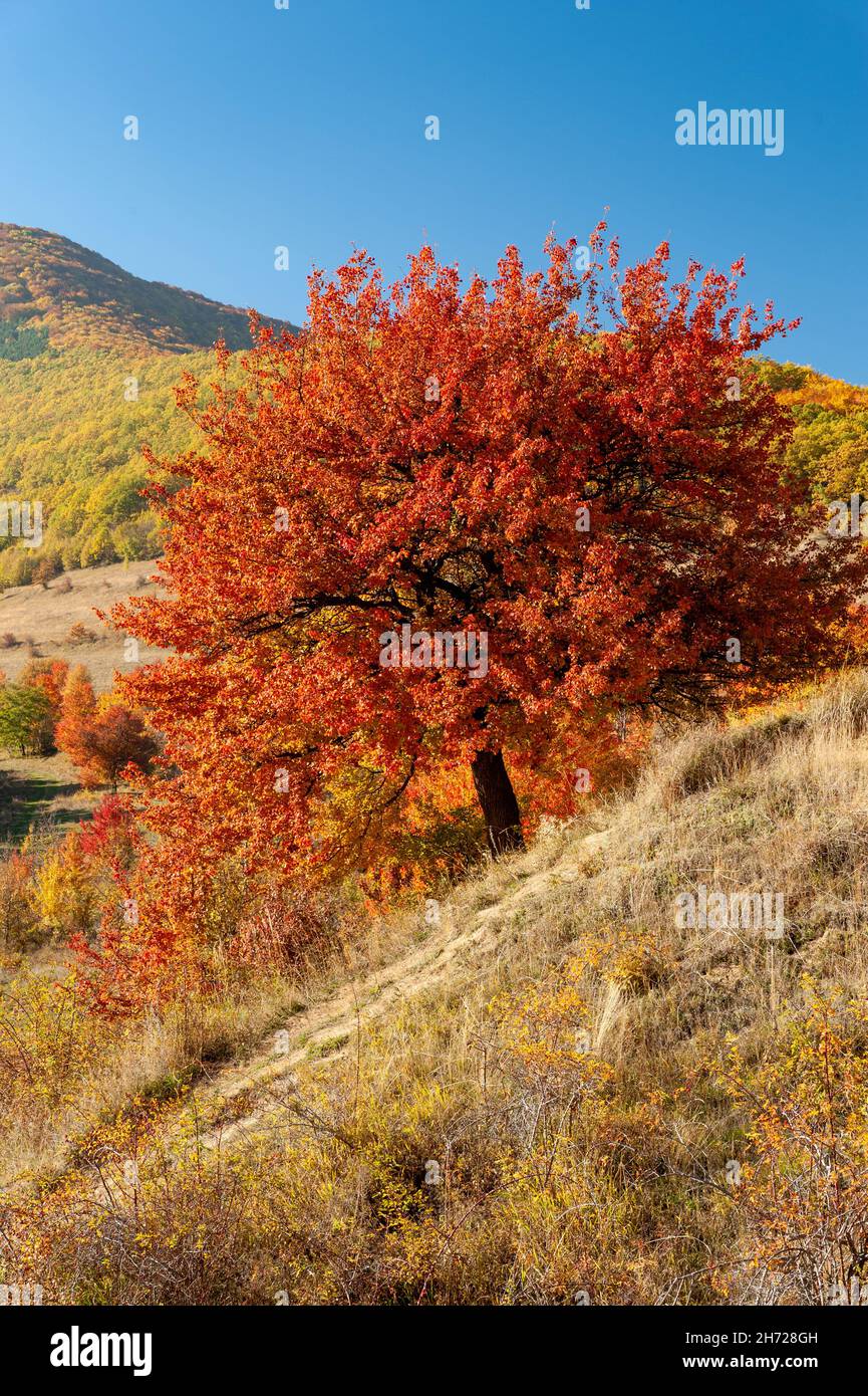 paysage d'automne près de rimetea, roumanie Banque D'Images