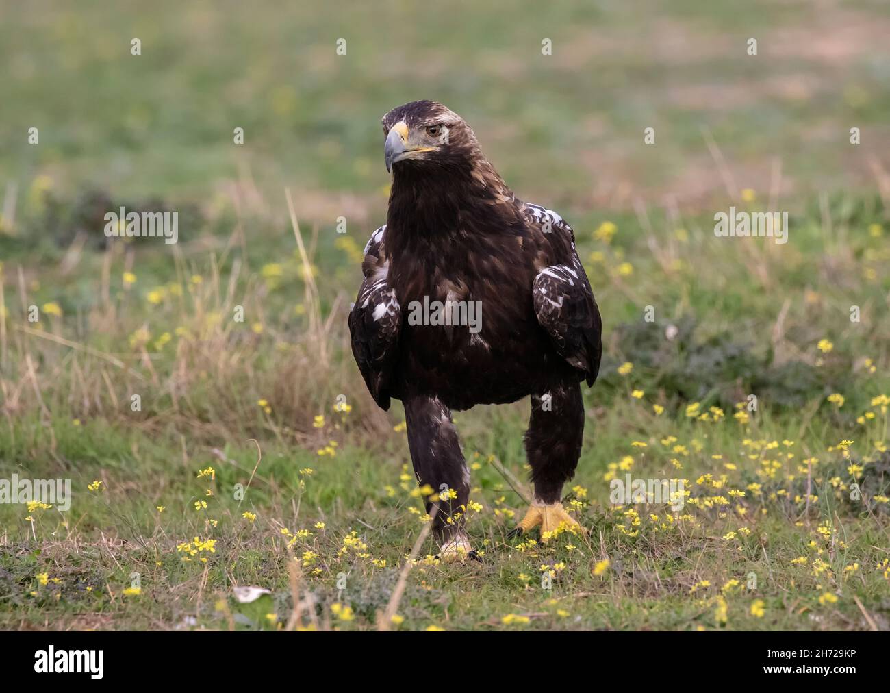 Aigle impérial espagnol (adulte) Banque D'Images