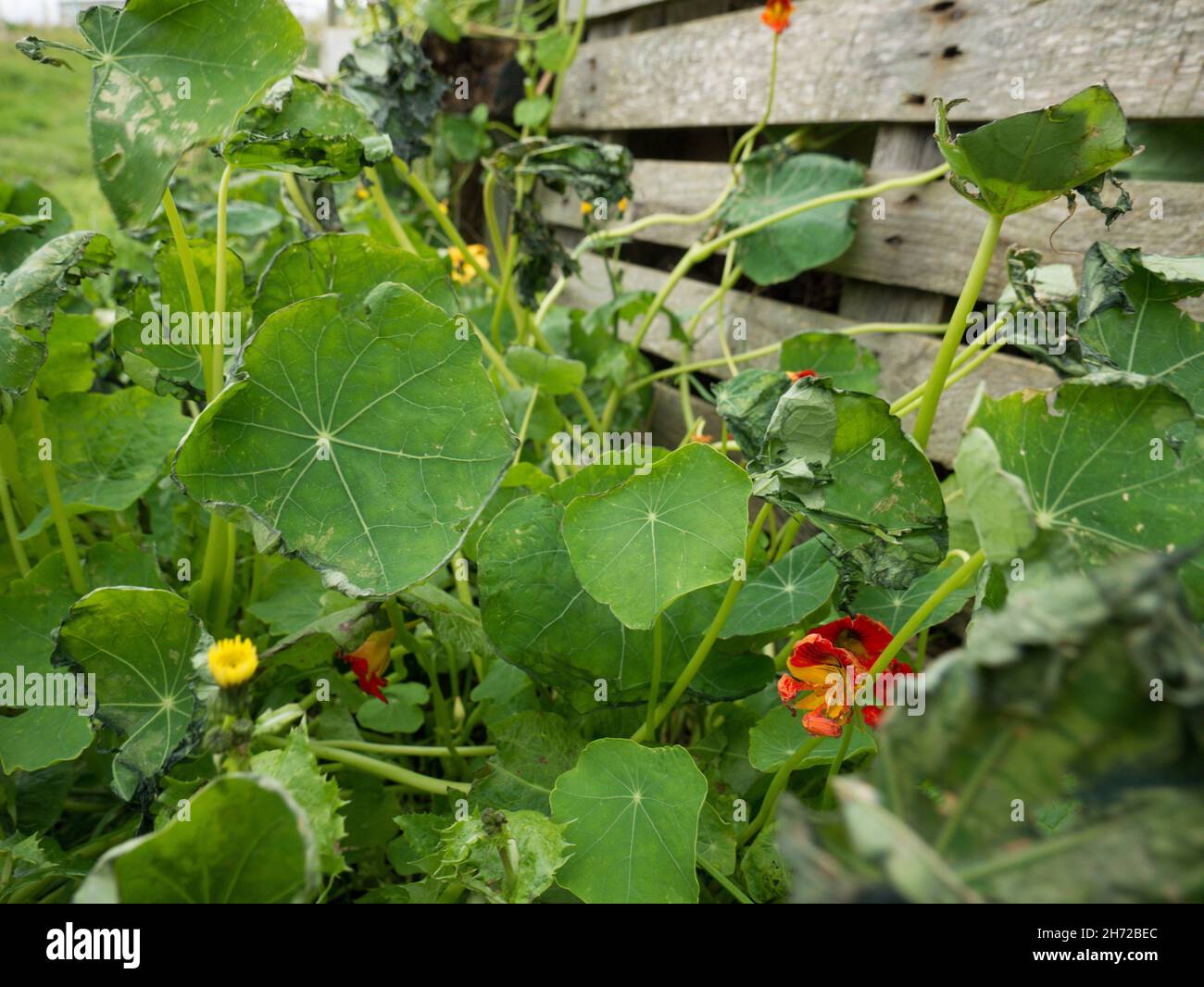 Gros plan des plantes nasturtium de jardin à l'extérieur pendant la journée Banque D'Images