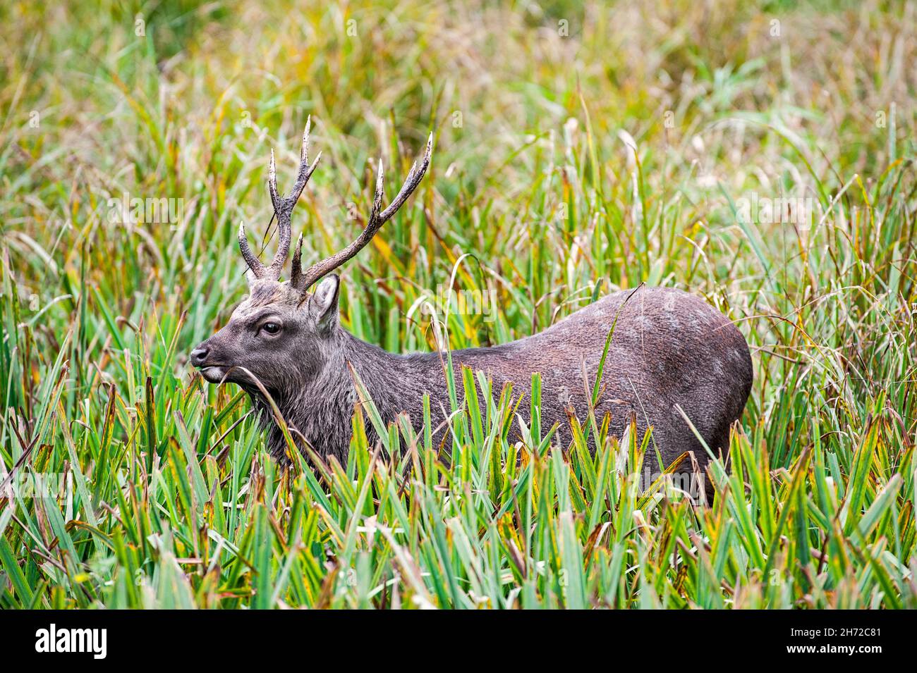 Cerf Sika / cerf à pois / cerf japonais (Cervus nippon) recherche de cerf dans les prairies, originaires du Japon et de la majeure partie de l'Asie de l'est Banque D'Images