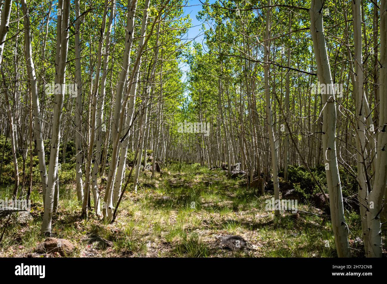 Clone de Pando Aspen Banque D'Images