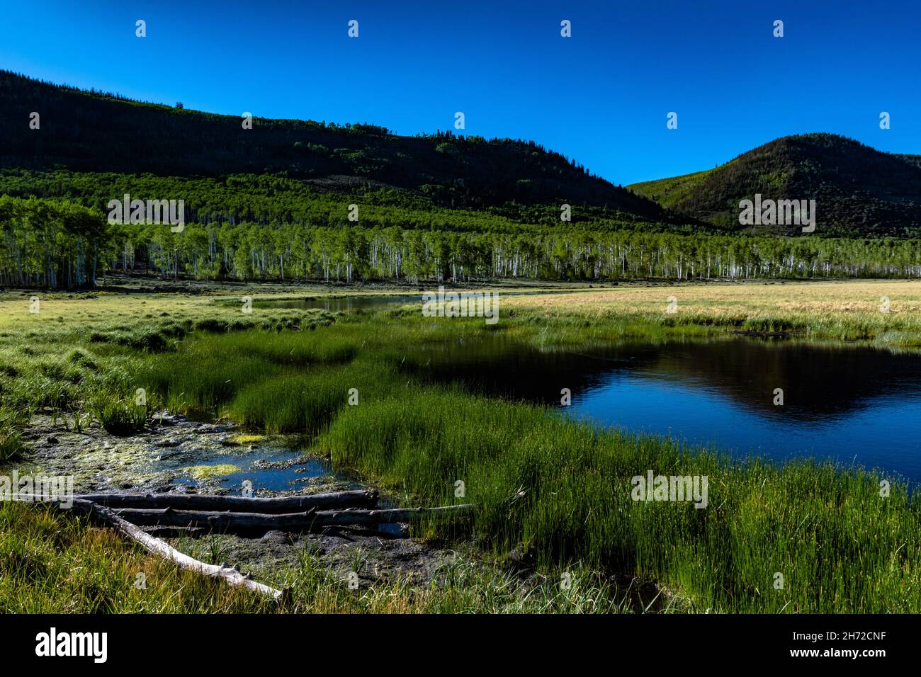 Clone de Pando Aspen Banque D'Images