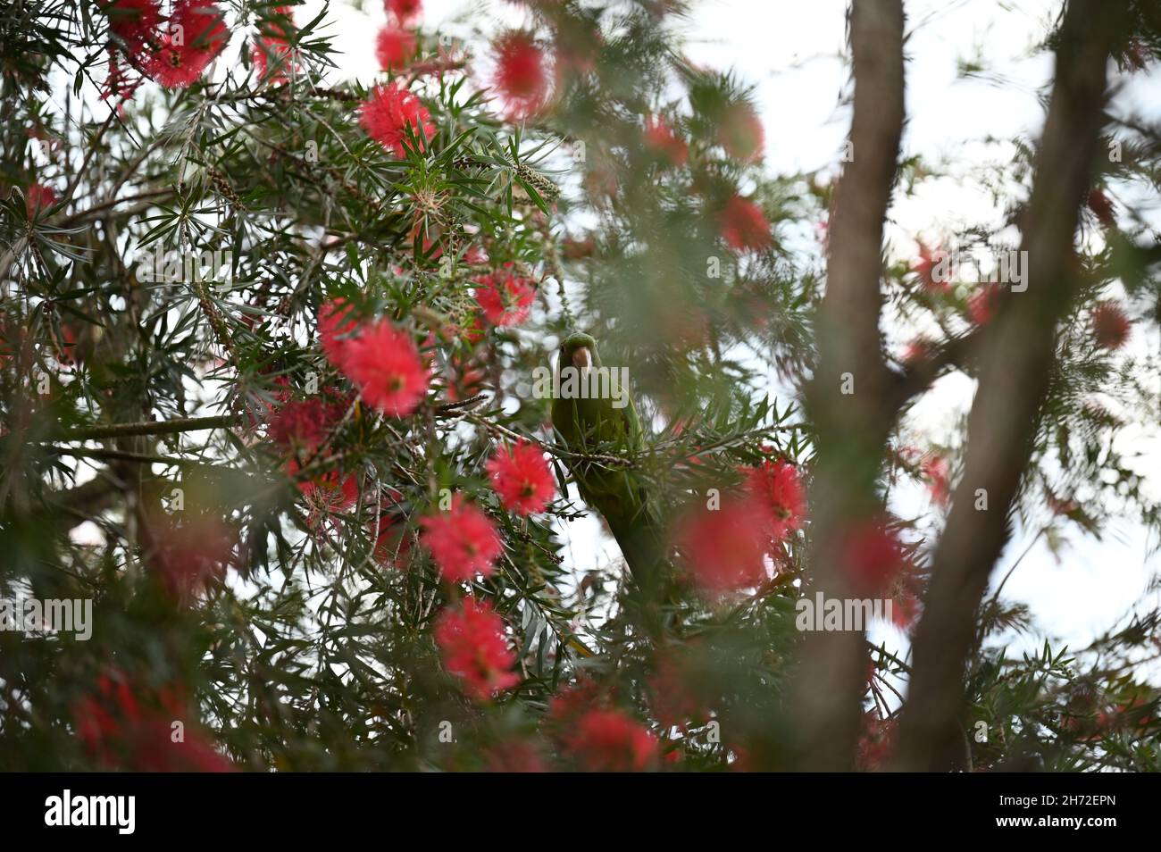 Perroquet vert sur un arbre Banque D'Images