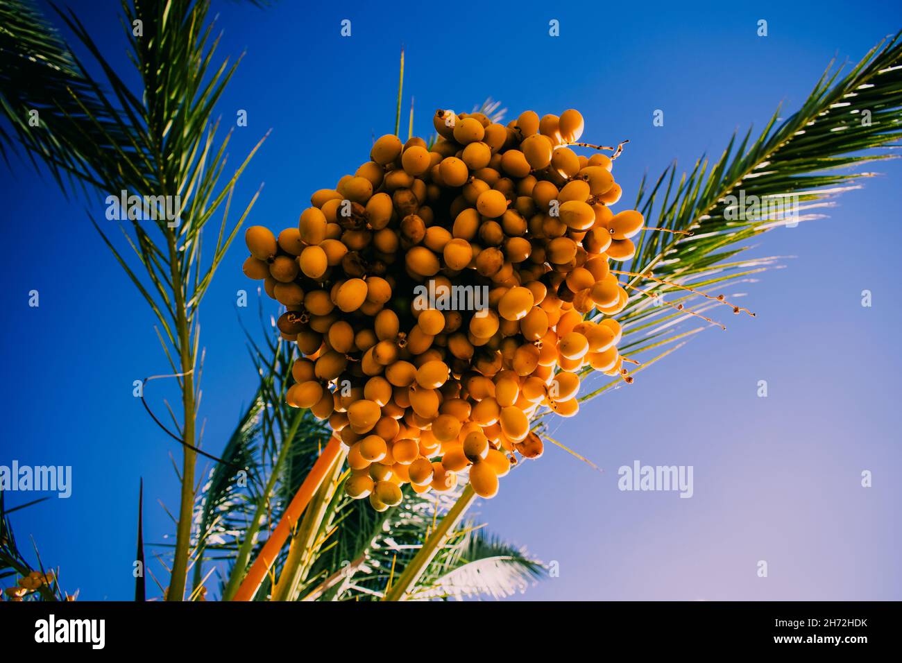 Photo basse-angle d'une branche de plusieurs dates sur un palmier Banque D'Images