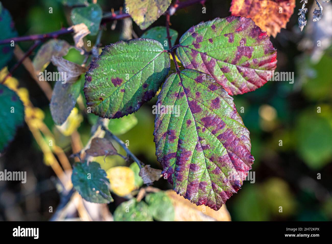 Feuilles de dewberry vertes et rouges au milieu de la forêt Banque D'Images