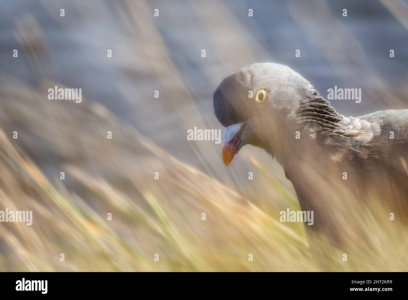 Portrait de Pigeon de bois (Columba palumbus) dans le champ parmi la haute herbe Banque D'Images