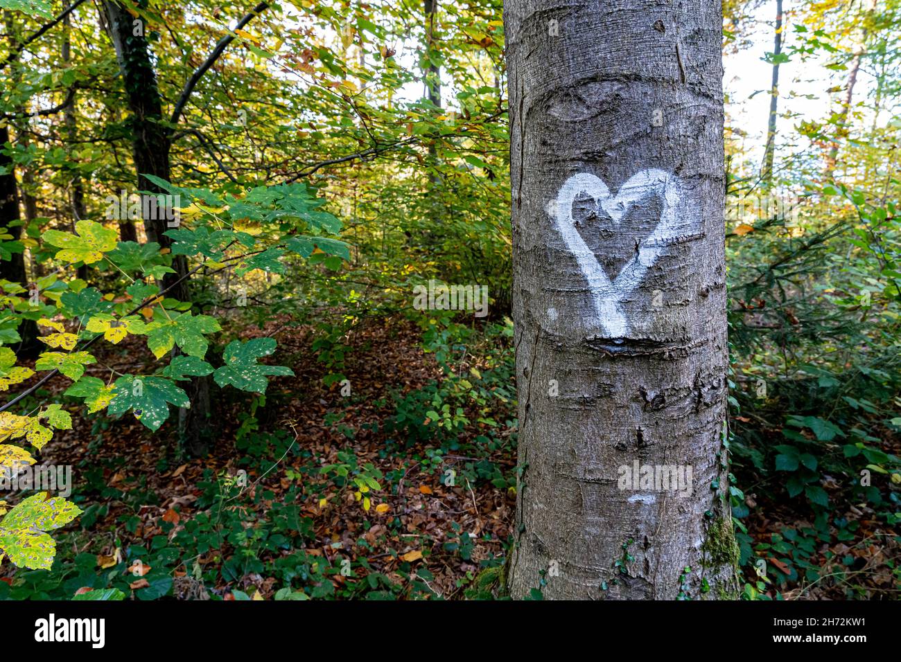 Coeur blanc écrit sur le tronc d'un arbre au milieu de la forêt Banque D'Images