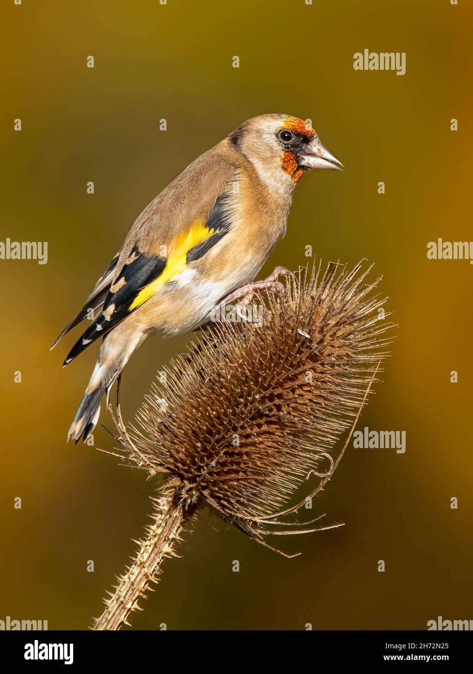 Goldfinch adulte (Carduelis carduelis) se nourrissant à thé sur fond automnal Banque D'Images