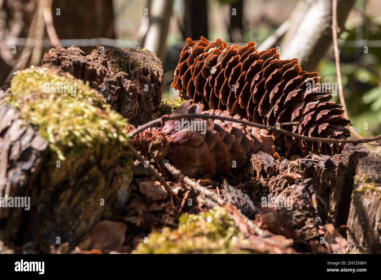 Gros cônes de sapin brun sur le sol de la forêt Banque D'Images