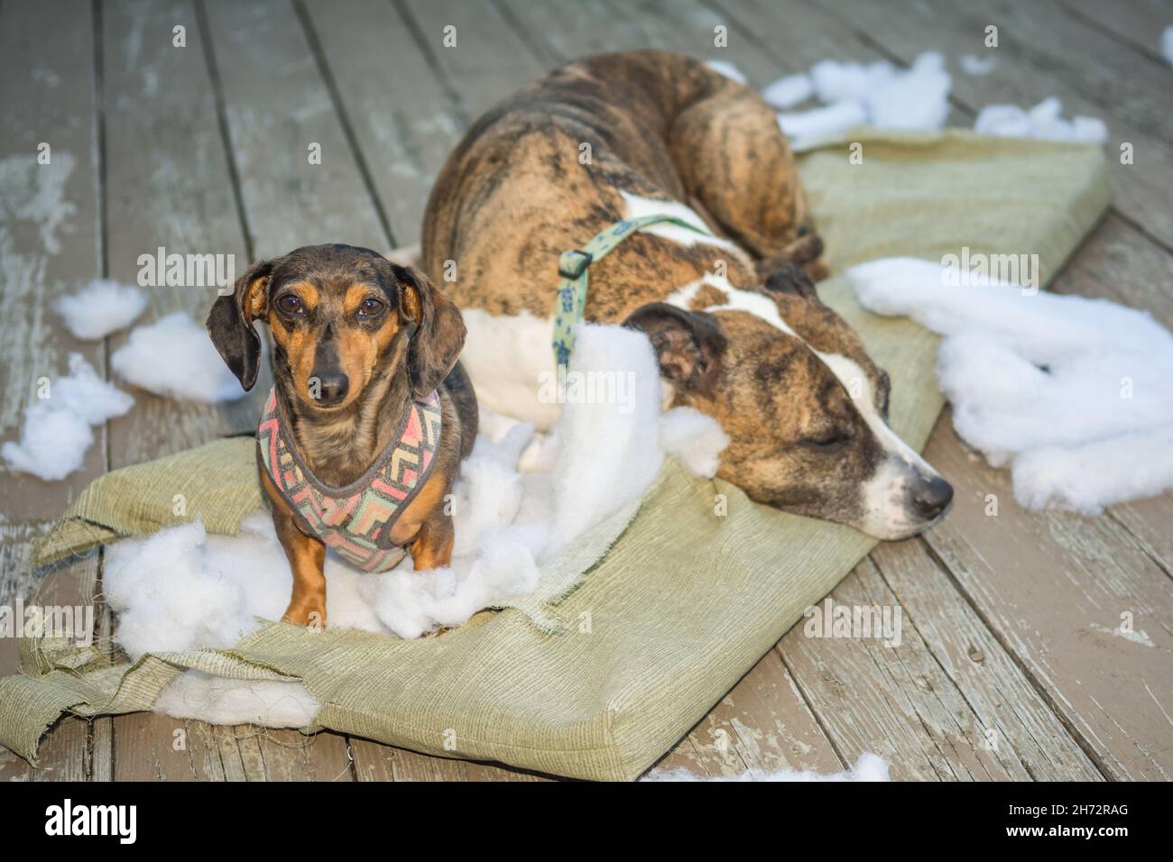 Les chiens détruisent les meubles de pelouse Banque D'Images