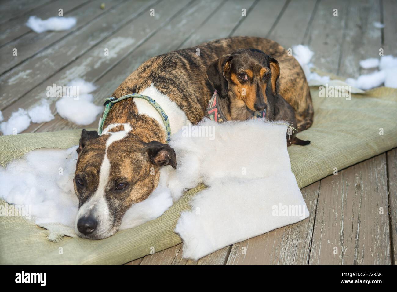 Les chiens détruisent les meubles de pelouse Banque D'Images