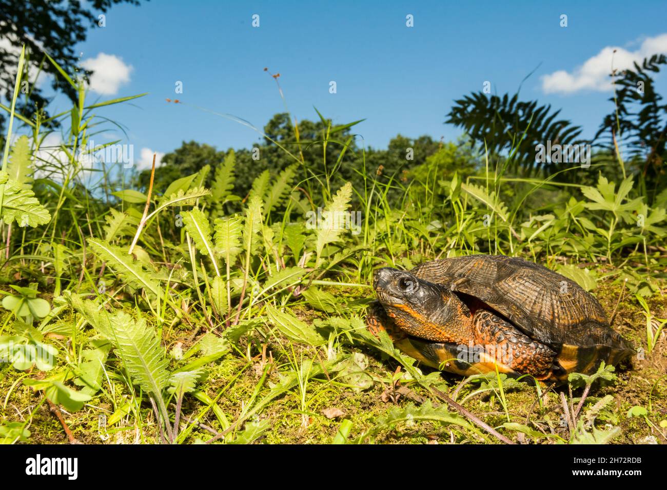 L'Amérique du Nord La tortue des bois (Glyptemys insculpta) Banque D'Images