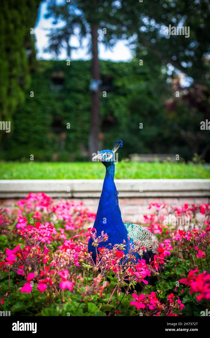 Peacock dans un parc public, (parc du Retiro), Madrid.Photo prise – 26 septembre 2021. Banque D'Images