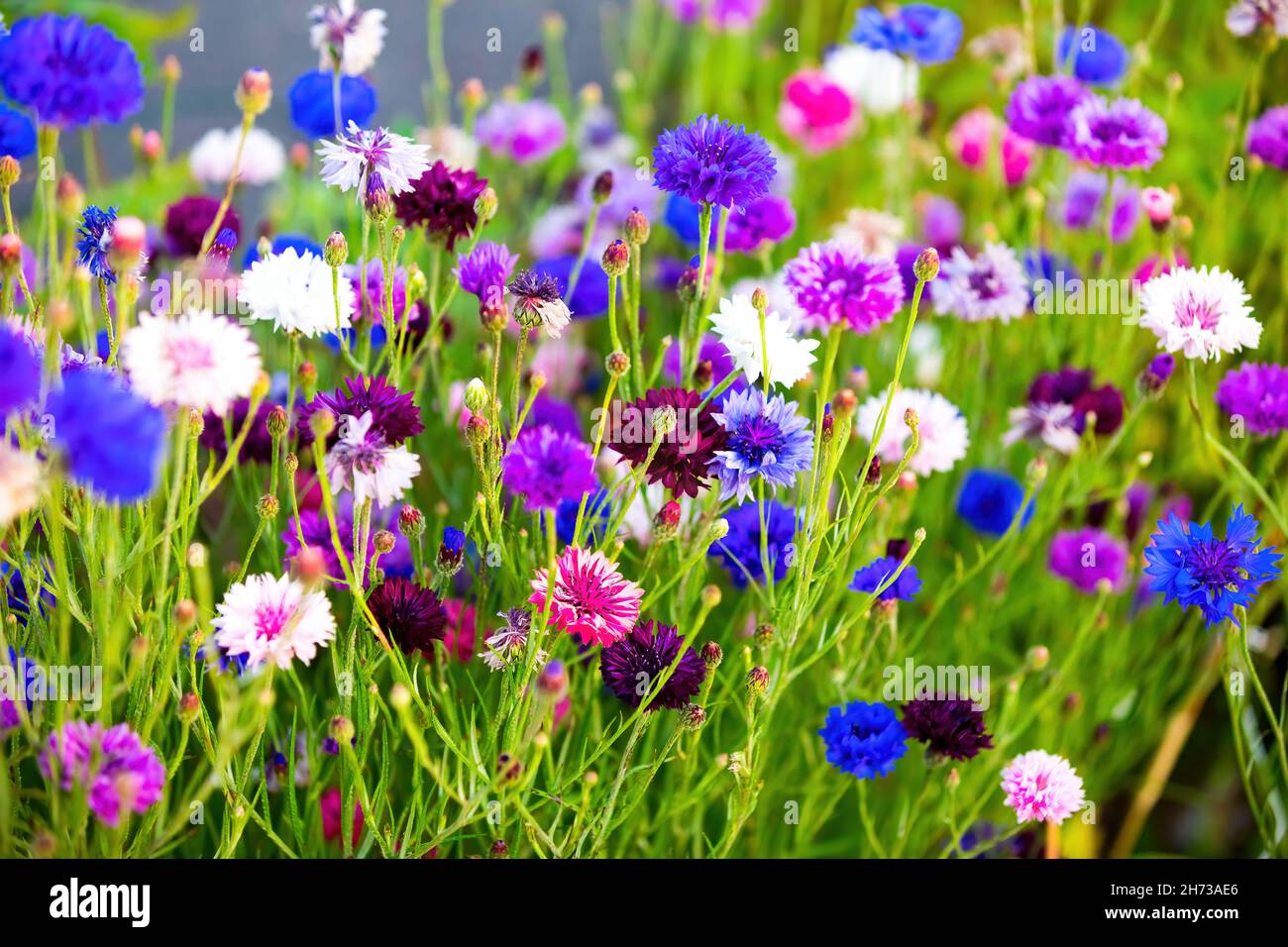Champ de fleurs de maïs bleu, violet, rose, bordeaux et blanc Banque D'Images