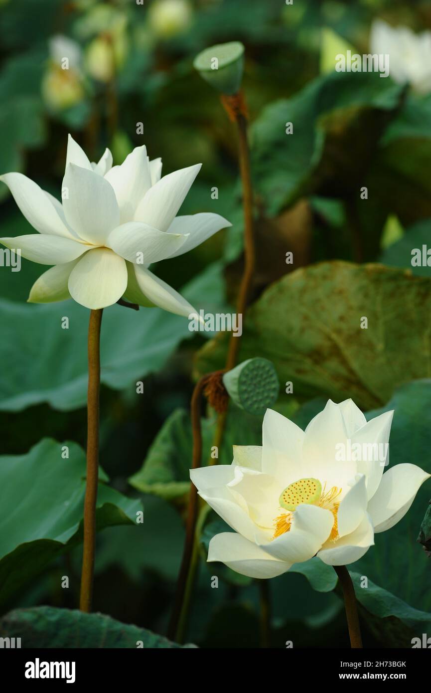 Fleur de lotus du Vietnam, fleur de Bouddha, fleur nationale. Banque D'Images