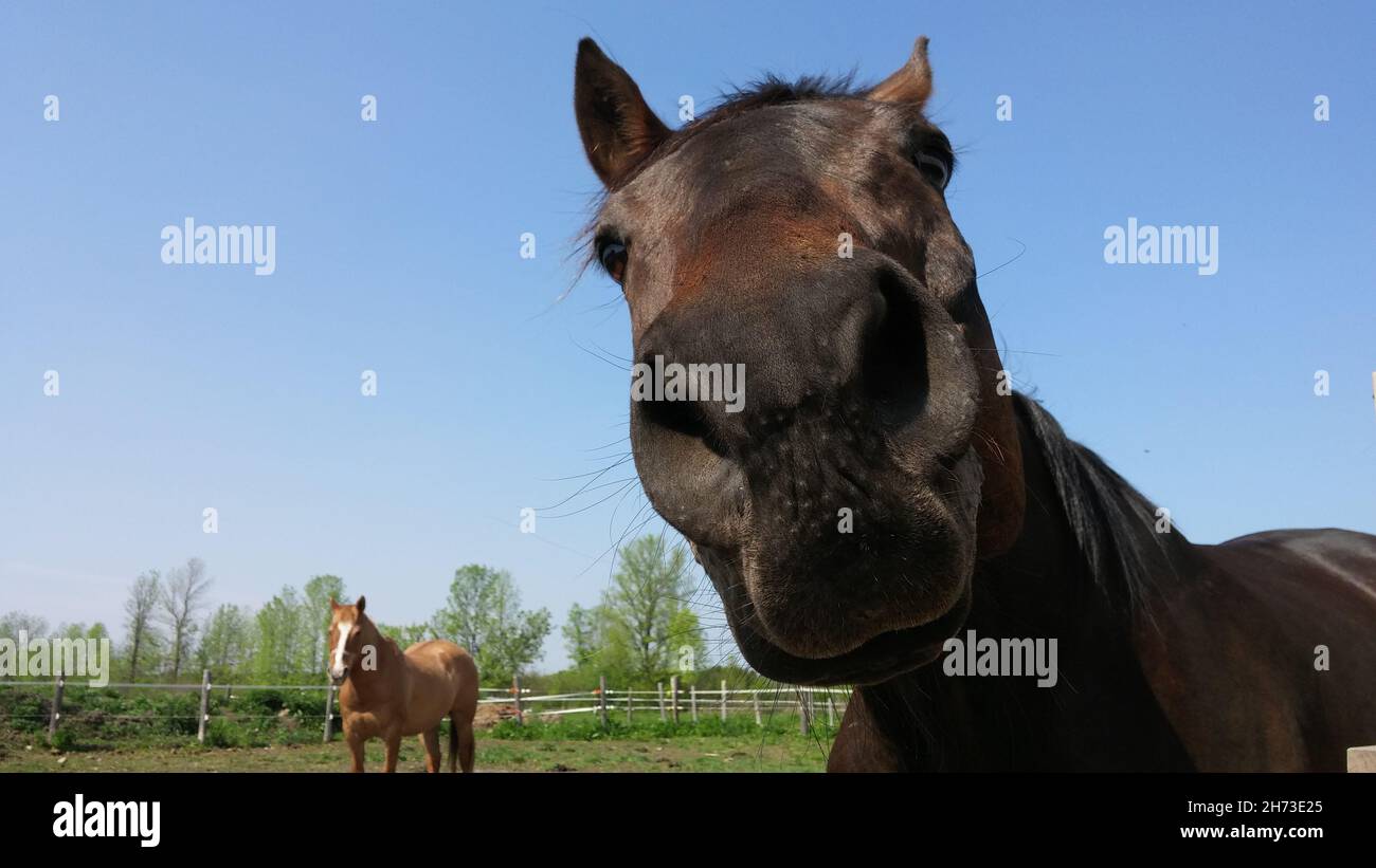 Gros plan sur le visage des chevaux marron foncé à l'appareil photo, drôle de distorsion; pris en plein air ensoleillé, jour d'été; cheval châtaignier, arbres et ciel en arrière-plan. Banque D'Images