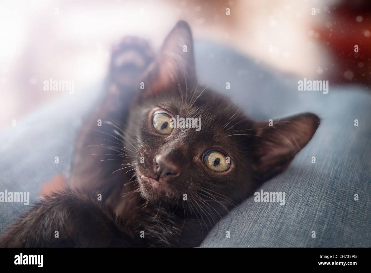 Le chaton noir se réglisse sur son dos sur un oreiller gros plan Banque D'Images