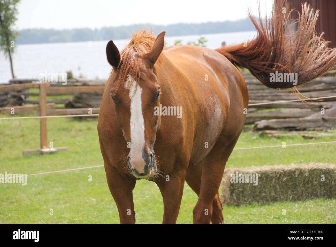 Cheval de châtaignier avec blanc sur le visage, à l'extérieur, en marchant vers l'appareil photo avec la queue en train d'osciller, clôture, herbe et eau en arrière-plan sur une journée ensoleillée d'été. Banque D'Images