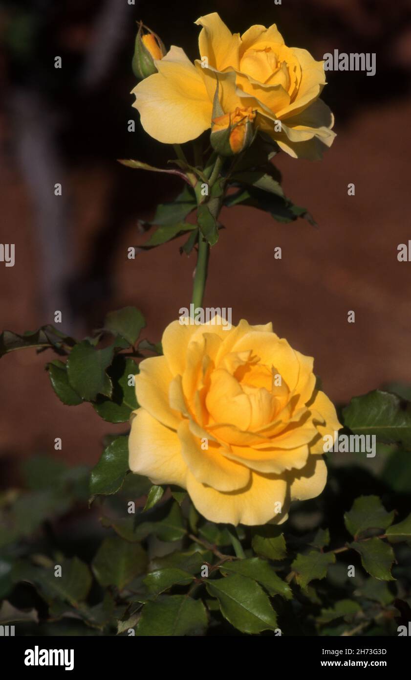 ROSA ''LAPIN DORÉ'' Banque D'Images