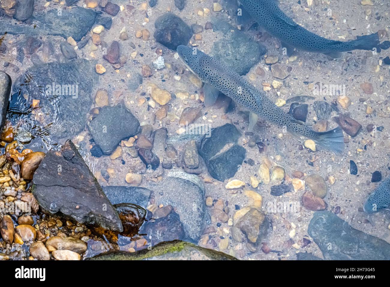 Truite protégée dans la rivière Soquee de Géorgie du Nord, à la base de Soquee Falls, un lieu de rassemblement pour les grosses truites arc-en-ciel, brunes et ombles de fontaine.(ÉTATS-UNIS) Banque D'Images